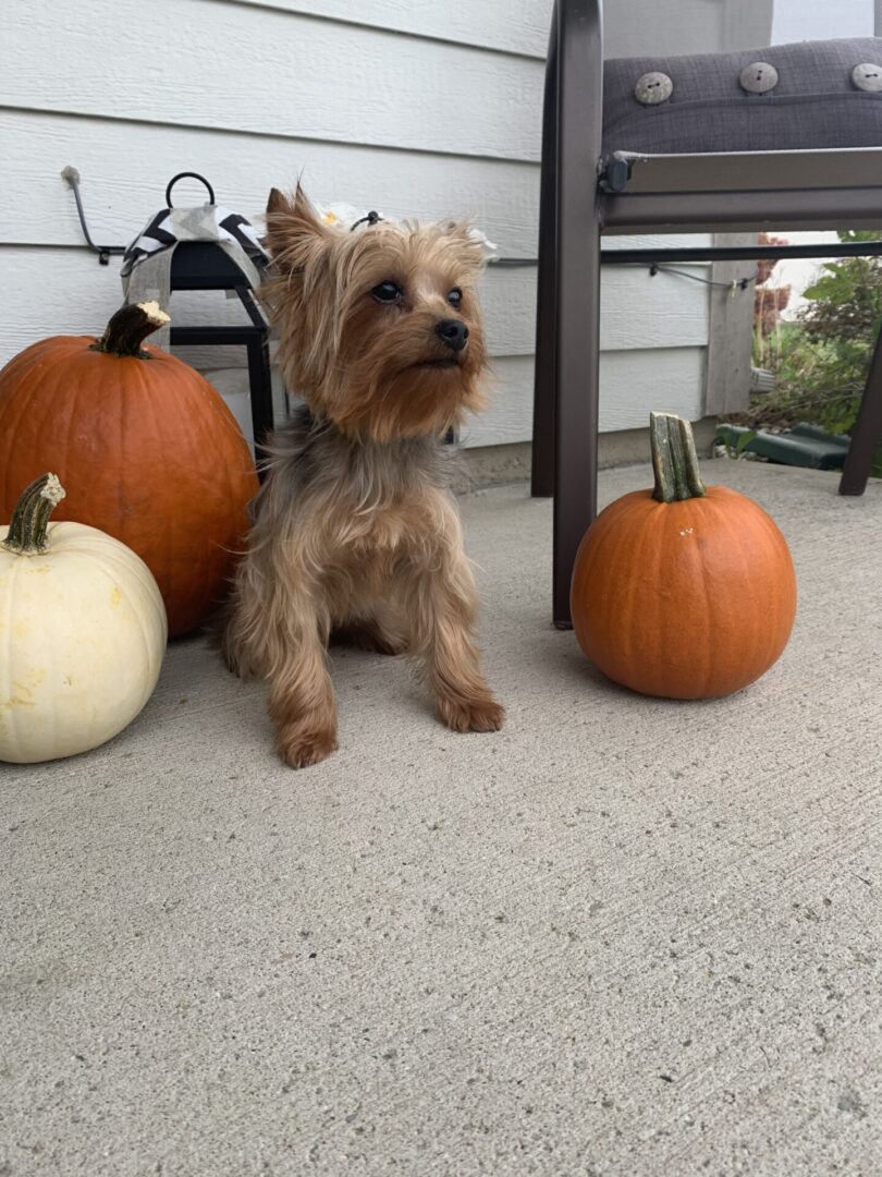 A dog sitting on the ground next to pumpkins.