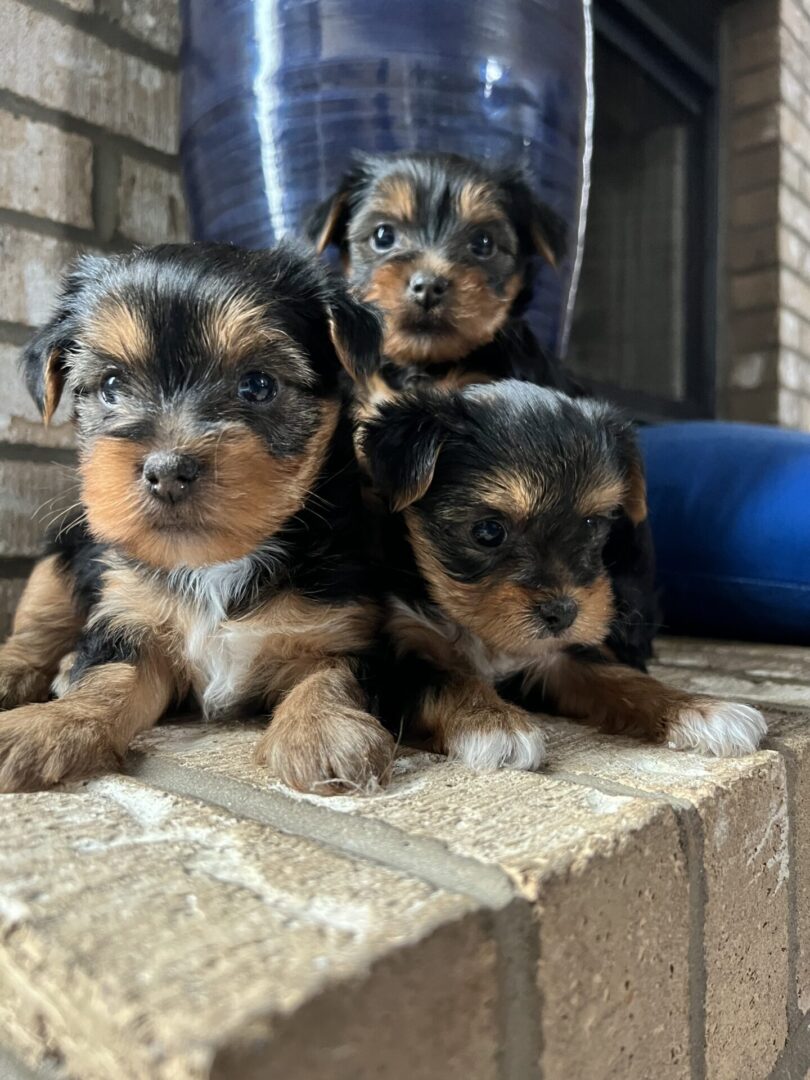 Three puppies are sitting on a ledge.