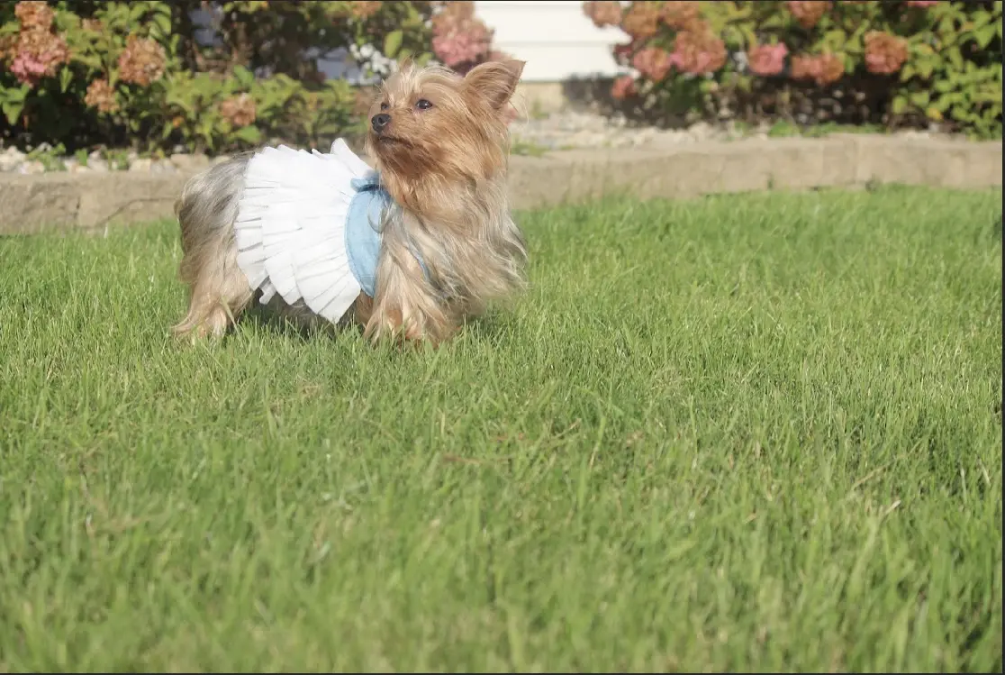 A small dog wearing a dress in the grass.