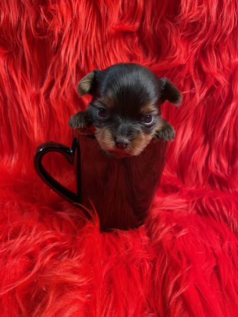 A small dog is sitting in a coffee cup.