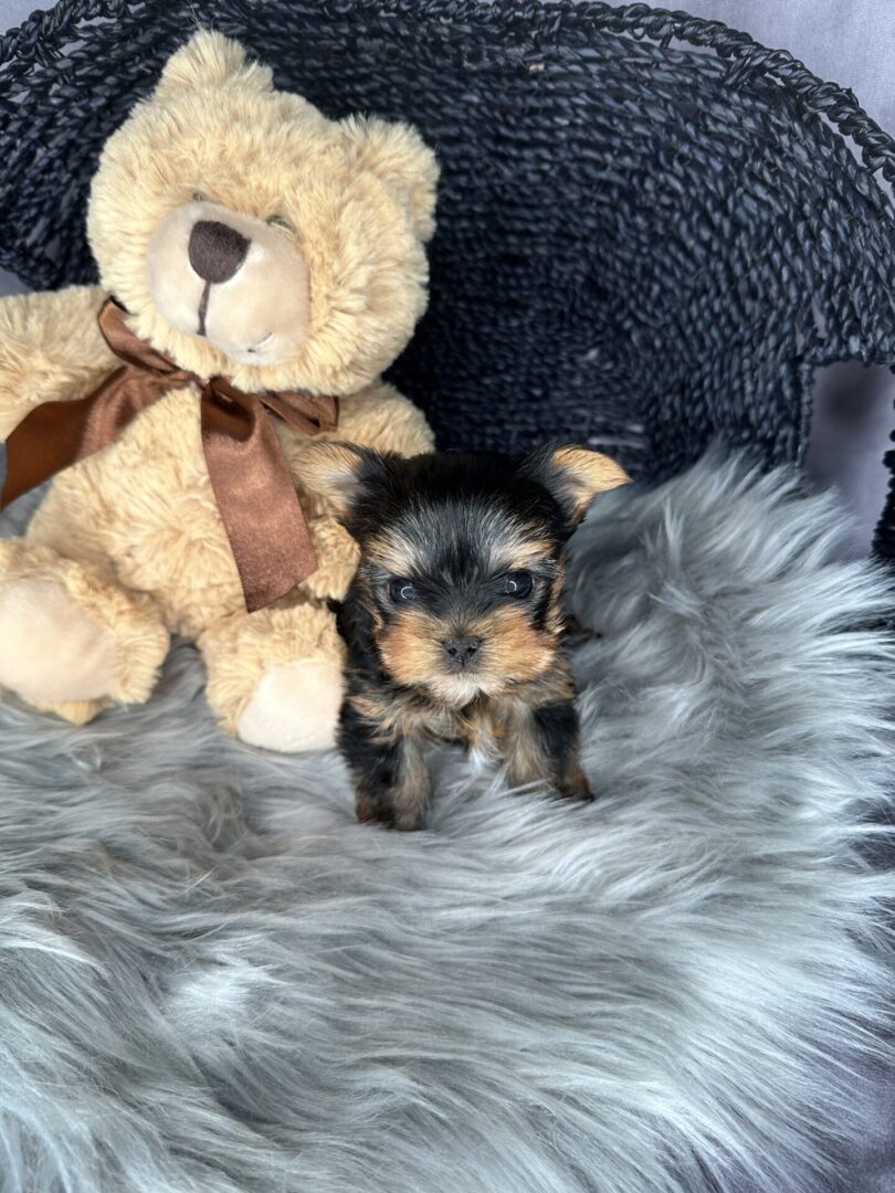 A small dog sitting on top of a fur rug next to a teddy bear.