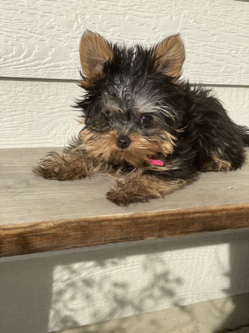 A small dog laying on top of a wooden shelf.