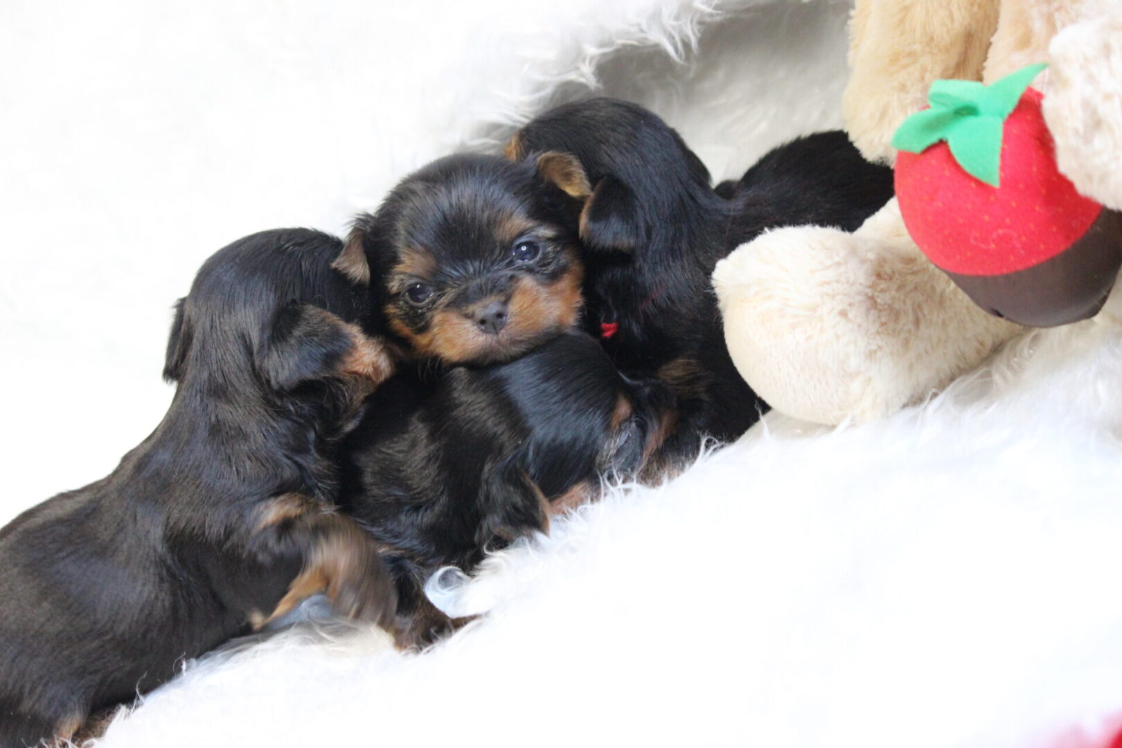 A group of puppies are laying on the ground.