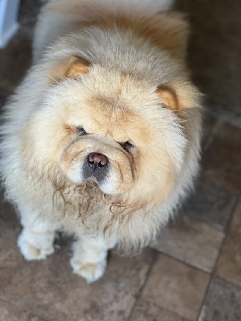 A dog that is sitting on the ground.