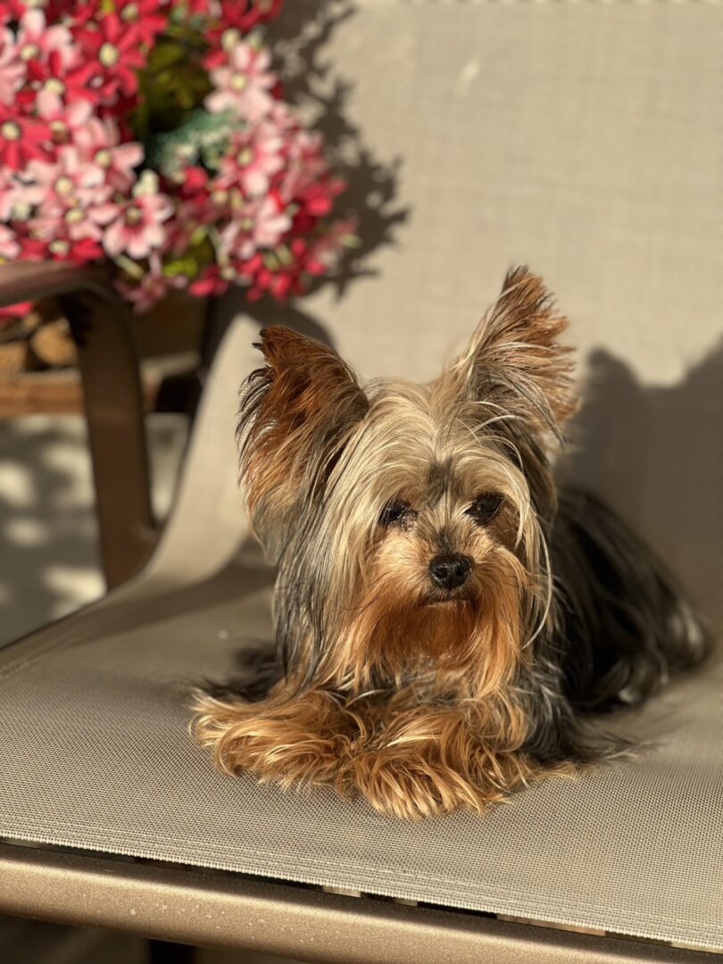 A small dog sitting on top of a chair.