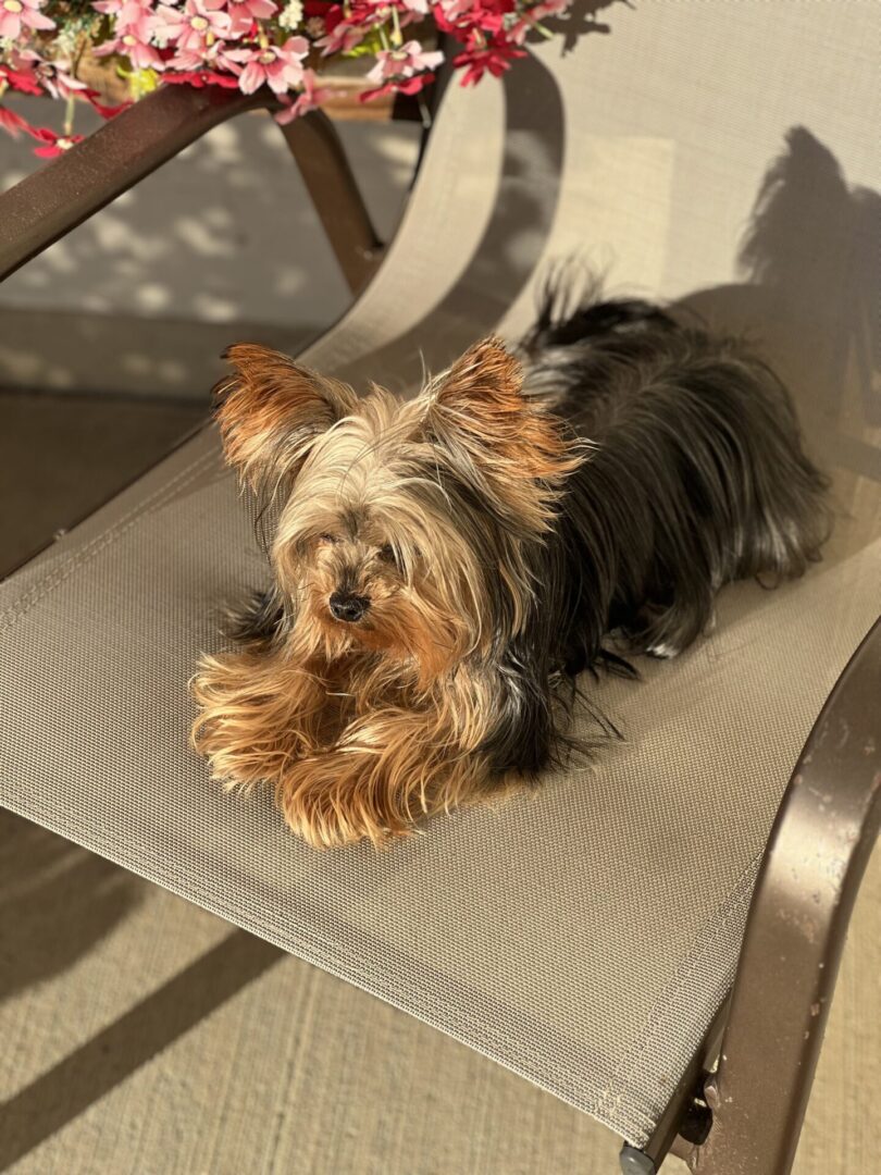 A small dog sitting on top of a chair.