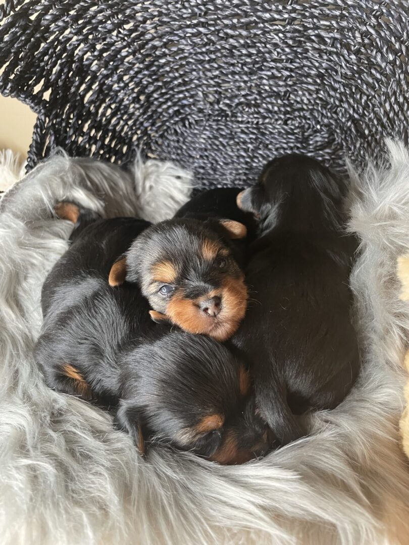 A group of puppies laying in the middle of a blanket.