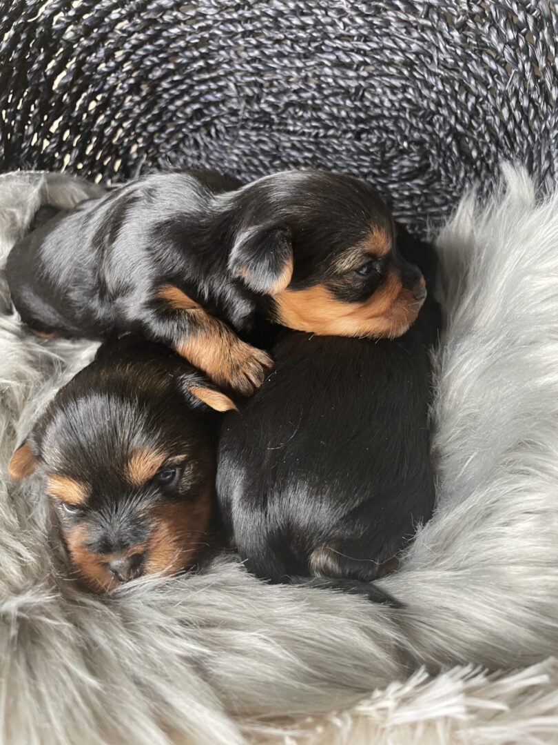 A group of puppies sleeping on top of each other.