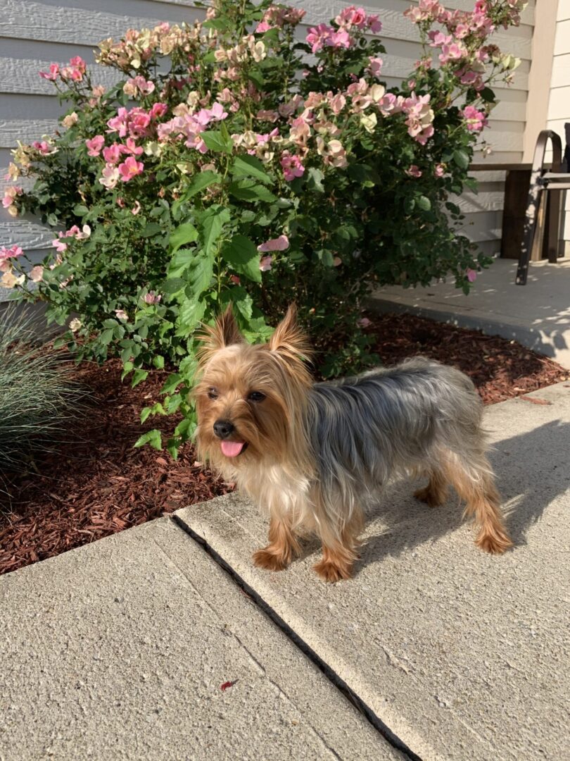 A small dog standing on the sidewalk near some bushes