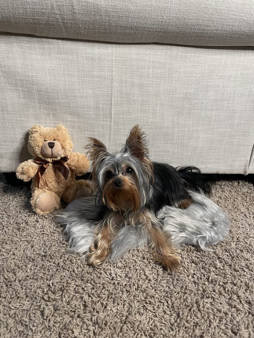 A dog laying on the ground next to a teddy bear.