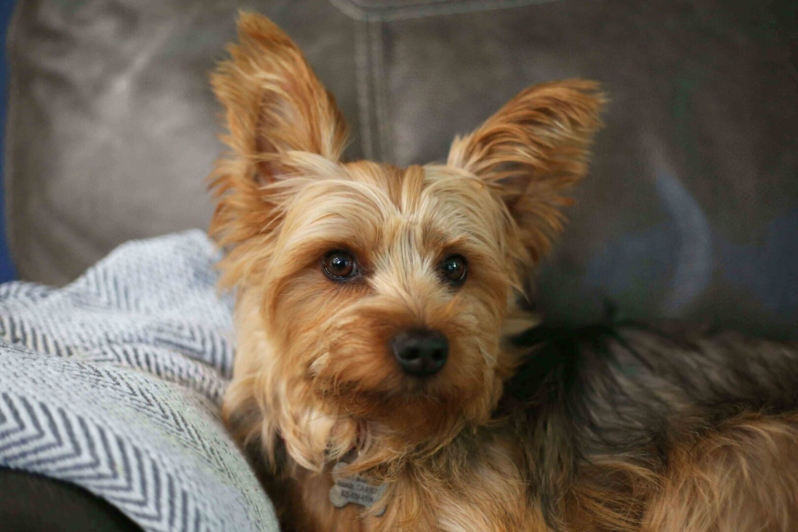 A small dog sitting on top of a couch.