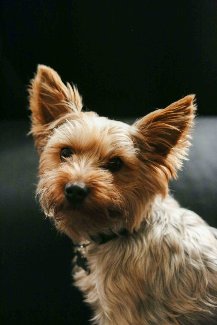 A small dog with long hair and a collar.