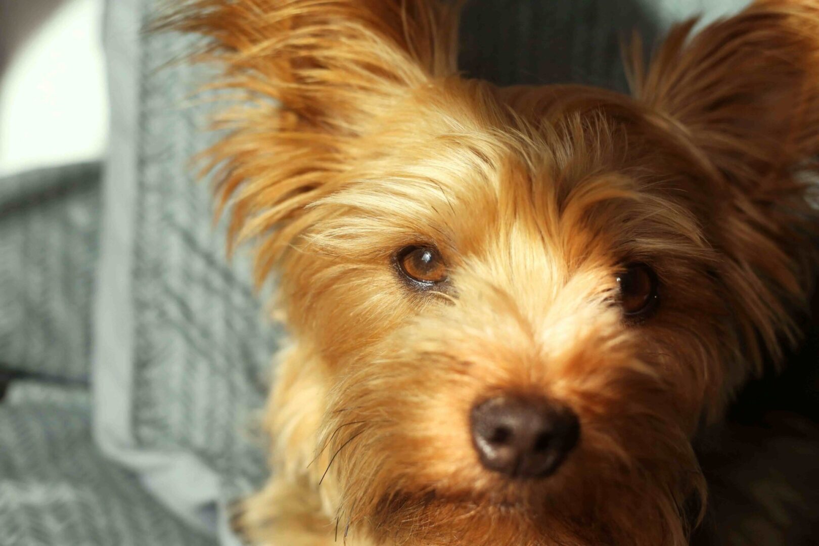 A close up of a dog 's face with hair blowing in the wind.