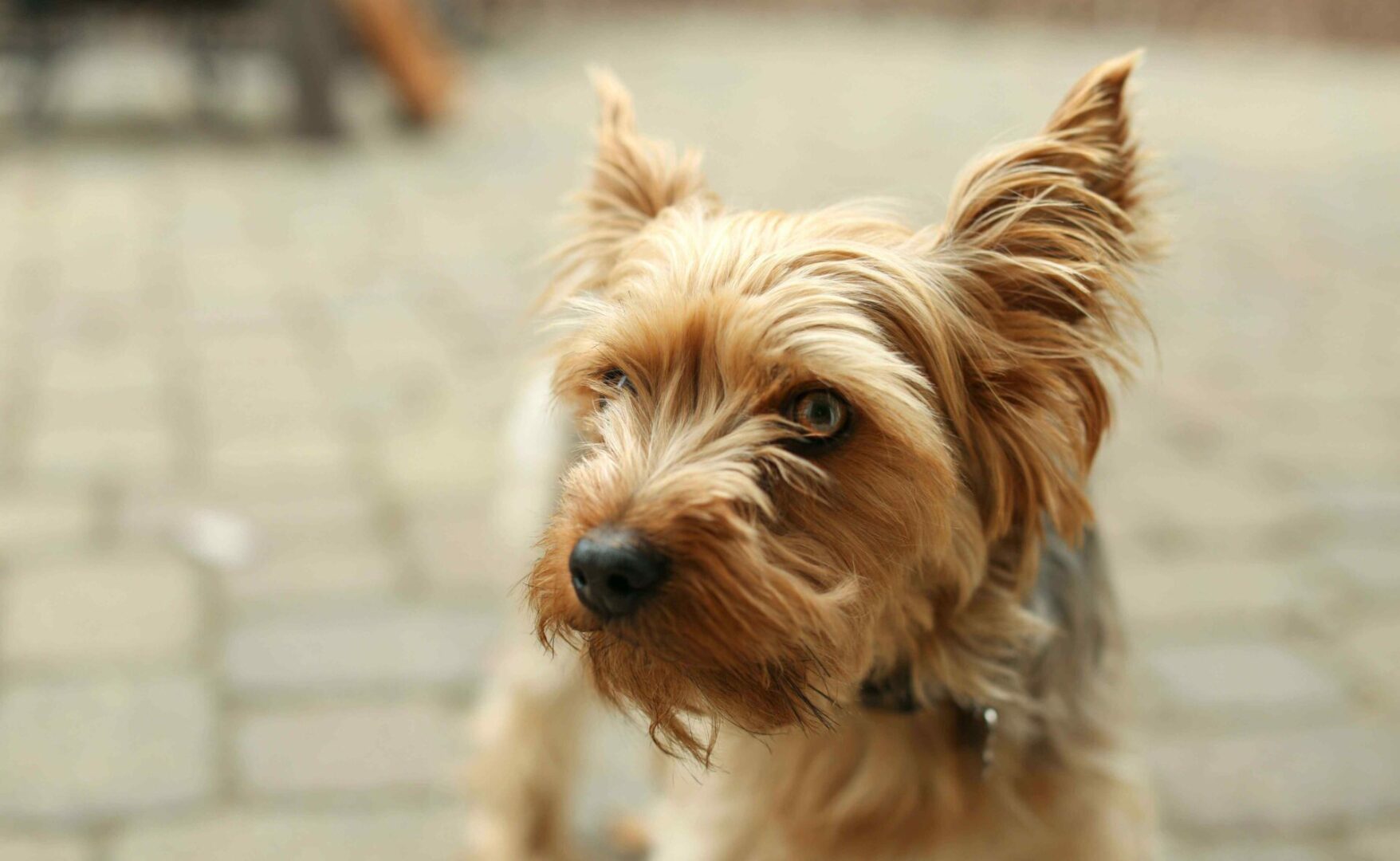 A small dog with long hair is looking at the camera.