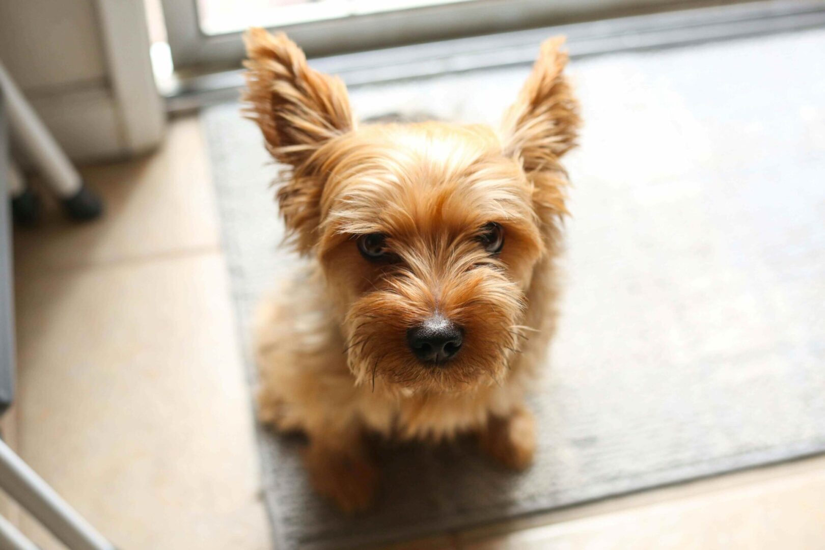 A small dog sitting on the floor looking at the camera.