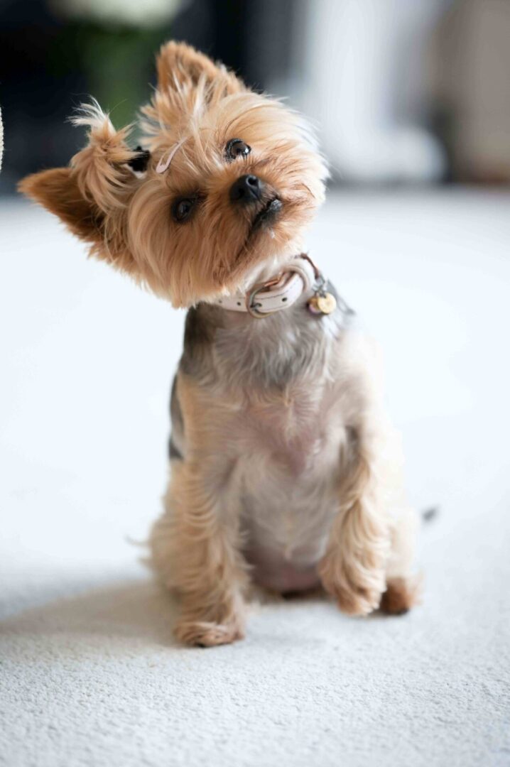 A small dog sitting on the floor looking at the camera.