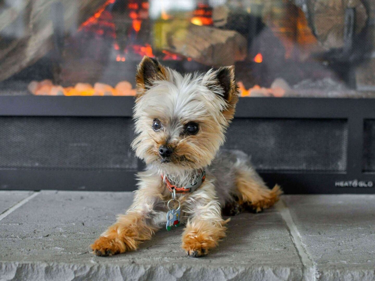 A small dog sitting on the ground near a fireplace.