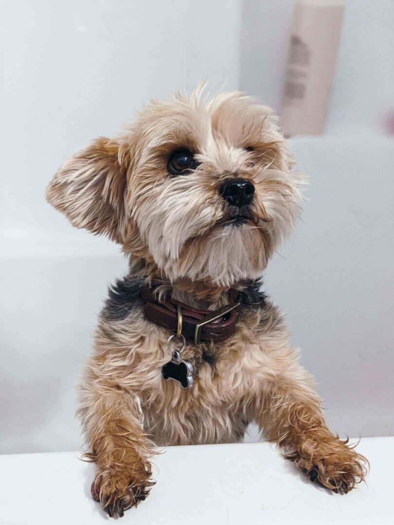 A small dog sitting on top of a table.