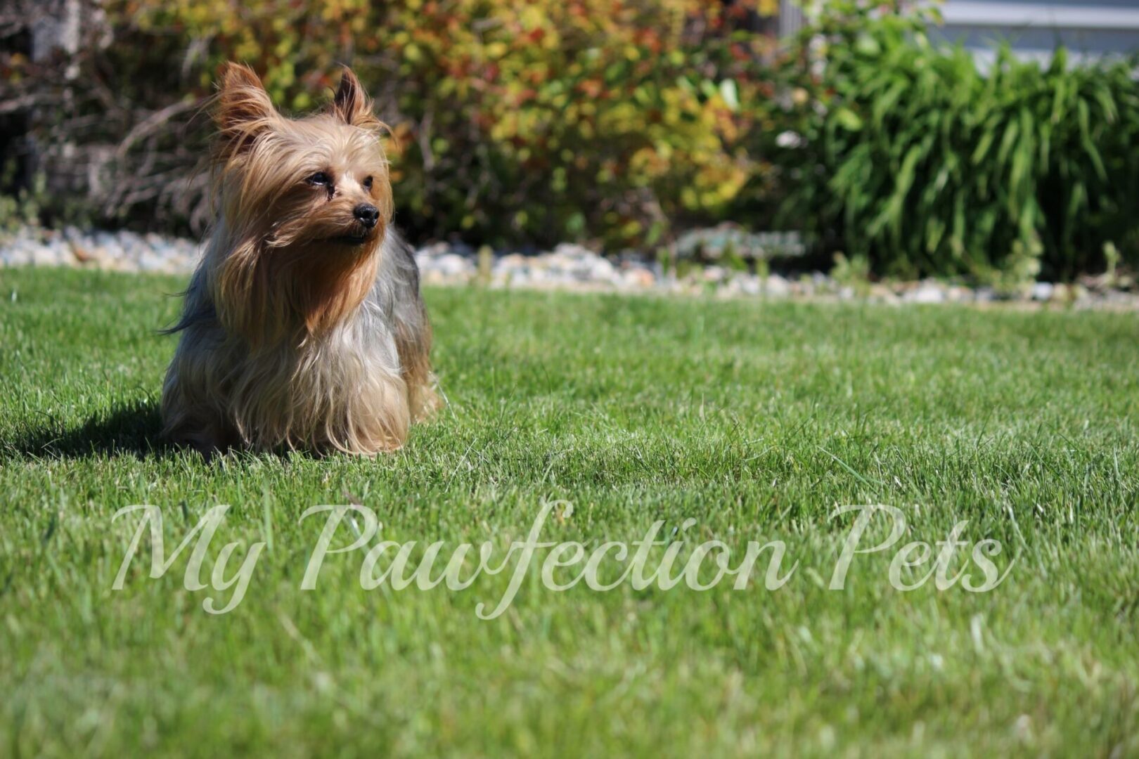 A small dog sitting in the grass looking at something.