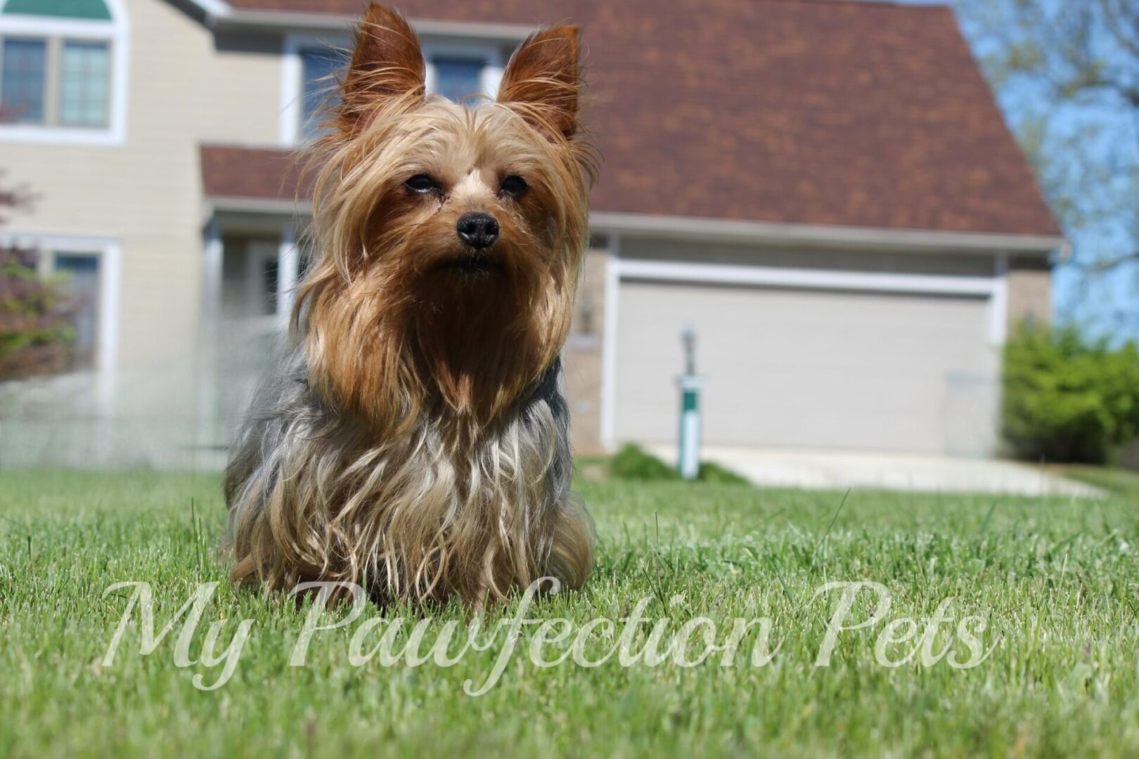 A small dog sitting in the grass outside of a house.